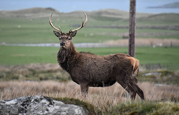 istock Fantastic Capture of a Red Stag Deer with Antlers 2233811691