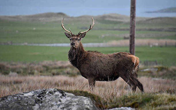istock Red Deer with a Full Rack of Antlers 2233811700
