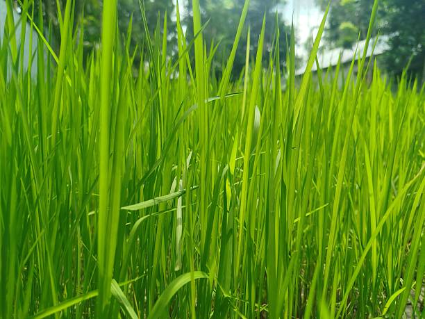 vast green paddy field under bright daylight stretching toward the horizon, gentle breeze moving the rice plants in a calm rural landscape