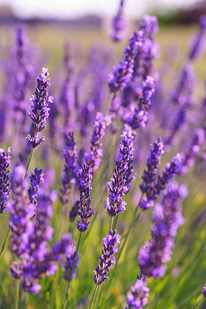 istock Lavender blossoms glowing in soft evening sunlight during peak summer bloom in a fragrant garden 2233813476