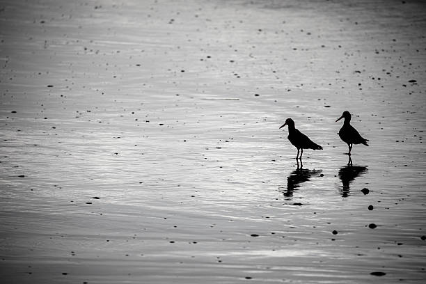 African Black Oystercatcher (Haematopus moquini) standing on a moss-covered rock by the ocean. This rare South African shorebird, with jet-black plumage, red bill, and vivid orange eye-ring, is native to the southern African coastline and considered near-threatened.