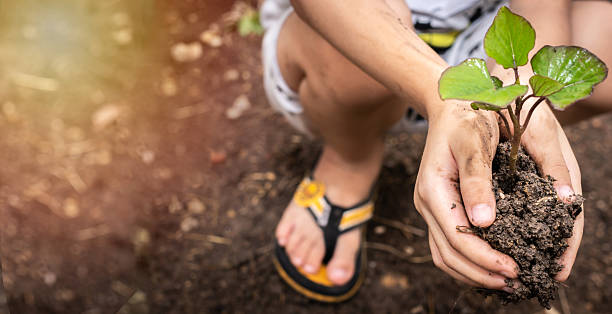 istock Human hand holding small tree for planting. Little boy hands holding young tree with sunlight in nature. 2233815256