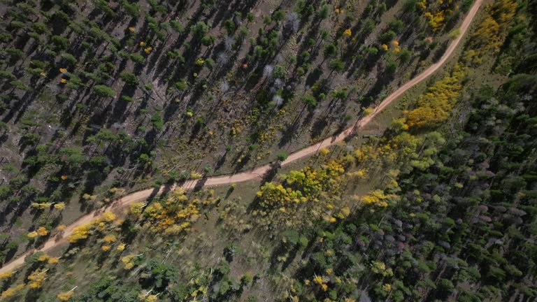 4wd AWD dirt road birdseye view aerial drone view Aspen Tree Forest Mount Shavano Buena Vista Salida Colorado nature landscape fall autumn sunny Rocky Mountains Sawatch Range Chaffee County forward