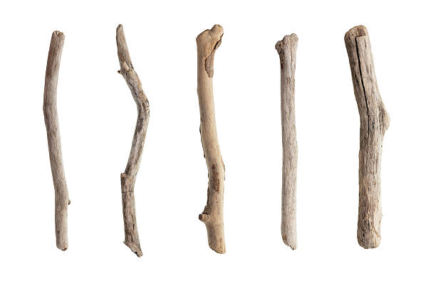 istock Set of dry tree branch 2233816802