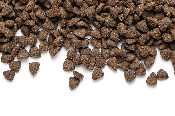 istock Healthy dog food 2233817068