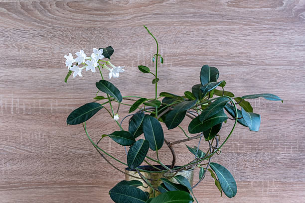 Stephanotis floribunda houseplant with white fragrant jasmine flowers and glossy leaves in golden pot, elegant indoor decor for modern home interior