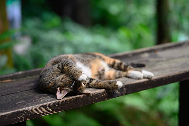 In the park, a cat lay sleeping.