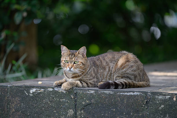 istock Outdoors, the cat lies flat on the ground. 2233820276