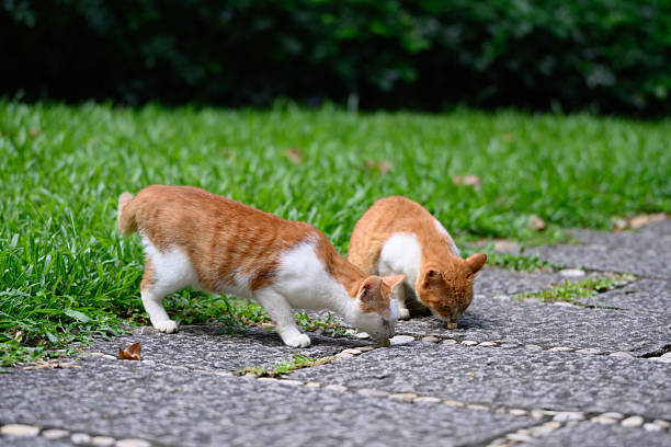 Two cats are eating on the ground.