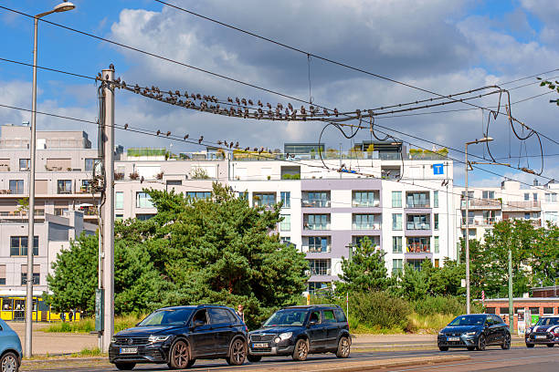 Berlin, Germany - August 17, 2025: Birds perched on power lines against a backdrop of modern buildings in Berlin, showcasing urban wildlife interactions.
