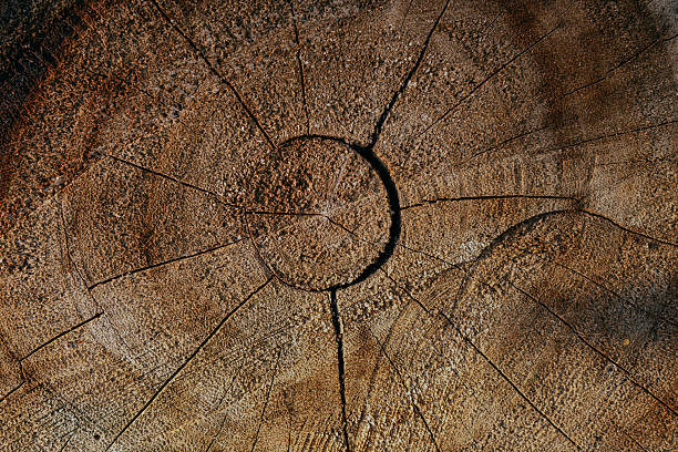 heart shape carved from wood in the outdoors