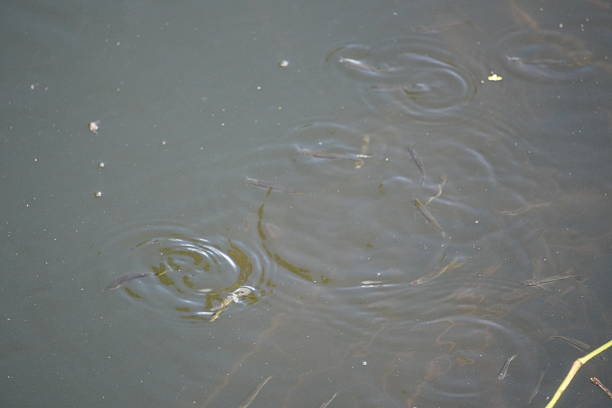 The tail of a redfish splashing as it's being reeled in