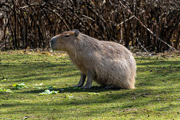 istock Capybara, Hydrochoerus hydrochaeris grazing on fresh green grass 2233826208
