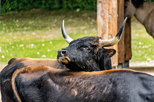 Scottish Highland cattle in the Veluwe nature reserve in Gelderland during a beautiful summer day.
