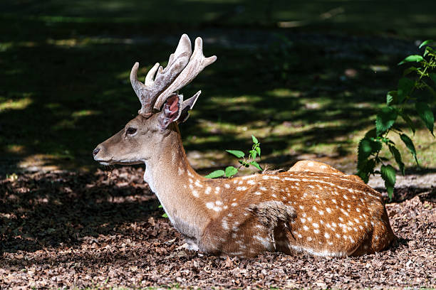 istock The fallow deer, Dama mesopotamica is a ruminant mammal 2233827387