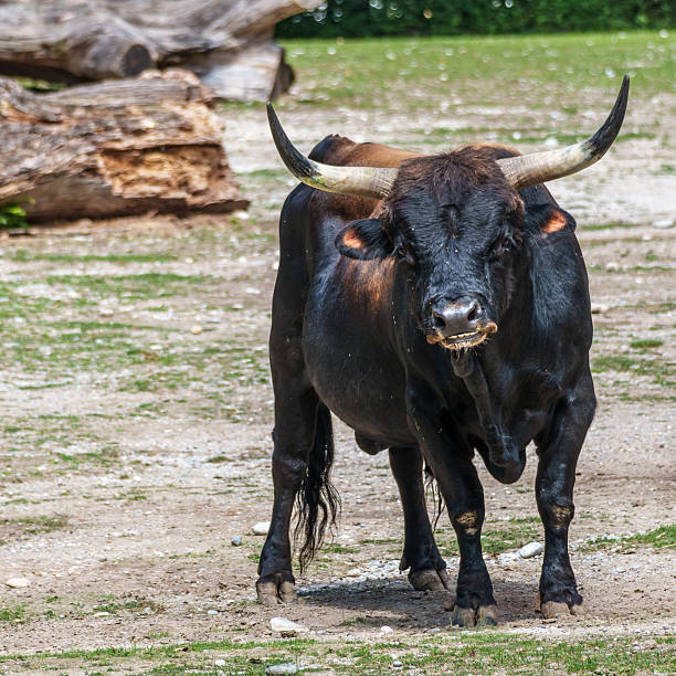 Heck cattle, Bos primigenius taurus, claimed to resemble the extinct aurochs. Domestic highland cattle seen in a German park