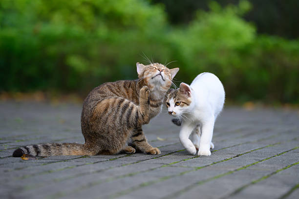 istock In the park, two cats get along well. 2233828876