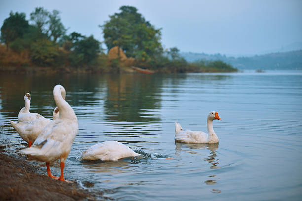 A group of white geese with orange beaks and legs at the edge of a peaceful lake. Some geese are swimming in the water while others stand near the shore, surrounded by reflections of trees and the soft hues of the landscape.
