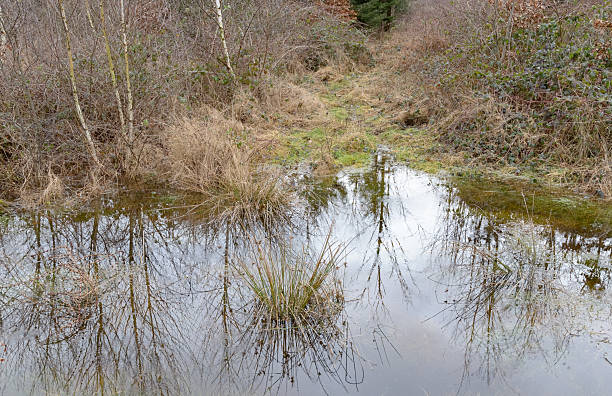 istock Swamp area with pond and grasses in a forest 2233829399