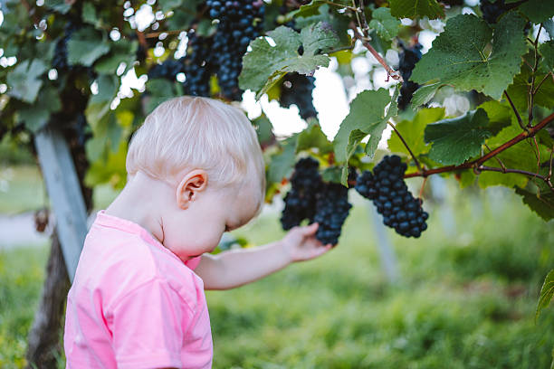 istock Child touching grapes on vine outdoors 2233829625