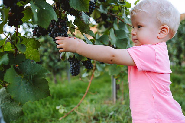 istock Child standing among vines in vineyard 2233829656