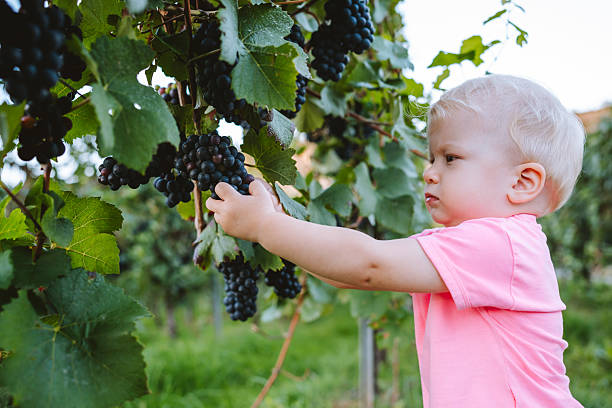 istock Child holding grape cluster in vineyard 2233829661