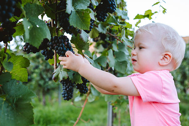 istock Child picking grapes in vineyard outdoors 2233829674
