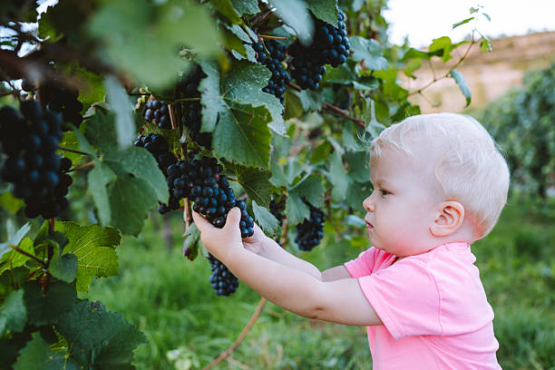 istock Child holding grapes on vine in vineyard 2233829677