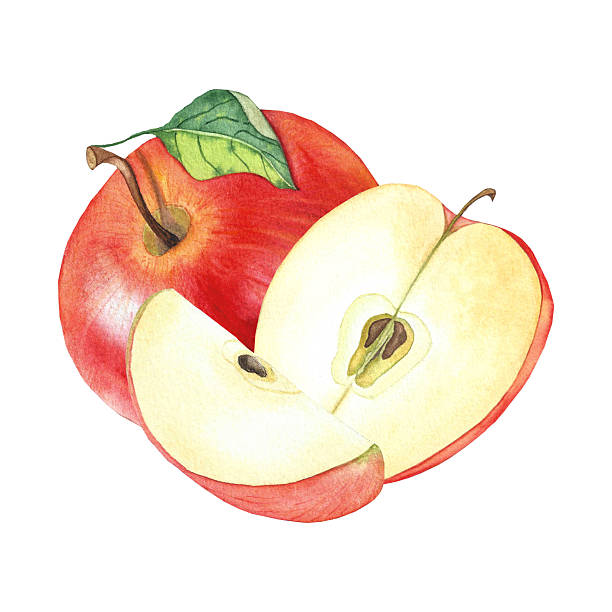 istock red apples, whole and sliced apples, watercolor illustration 2233829910