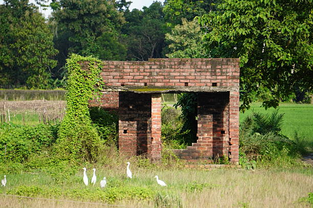 Abandoned brick hut in lush green field with flock of white egrets