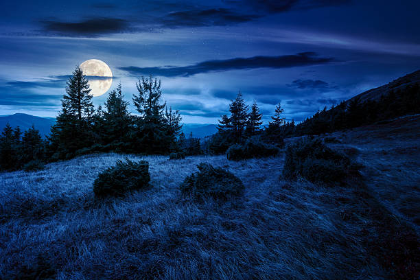 istock fir trees on a meadow down the hill to coniferous forest in mountains at night 2233832619
