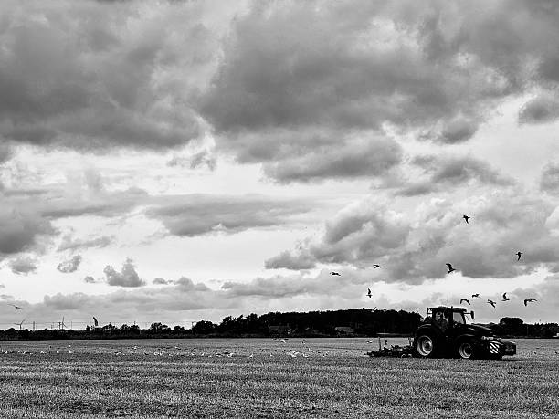 A farmer ploughing fields in Northumberland with birds overhead against cloudscape