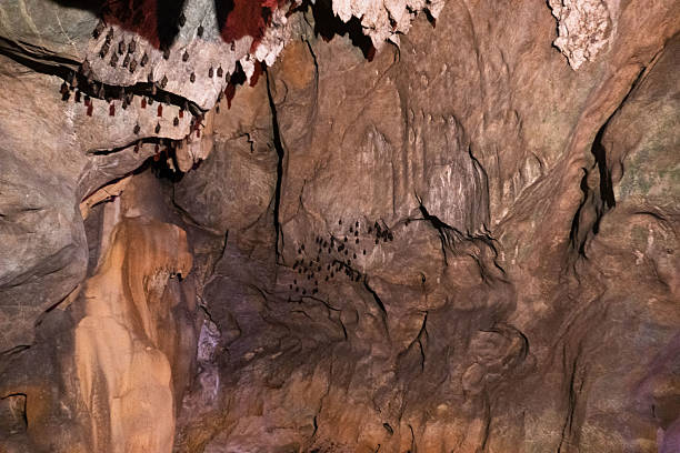istock Colony of Bat Hanging on Ancient Limestone Cave Wall 2233833775