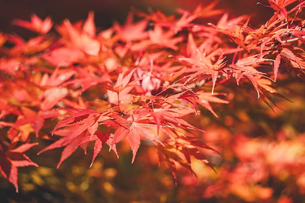 istock Beautiful maple leaves on the tree in autumn season. 2233835651
