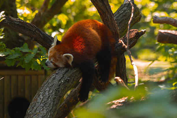 This horizontal close up shot features a red panda in a deep and peaceful sleep, lying on a thick tree branch. The animal's body is mostly on the left side of the frame, with its head resting on the branch and its eyes gently closed. A tiny pink tongue can be seen slightly protruding from its mouth, adding a cute detail. A bright sunbeam directly hits the top of its body, making its reddish brown fur appear to glow. Its face is a mix of white and reddish colors, and its dark brown legs are just visible. The background is a soft, out of focus blur of vibrant green and yellow foliage, creating a sunny and serene atmosphere. The rough, detailed texture of the tree bark is prominent in the foreground.