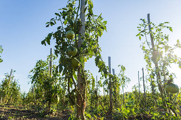 istock Rows of vibrant tomato plants thrive under a bright blue sky, showcasing green tomatoes waiting to ripen in the warm sunlight 2233836177