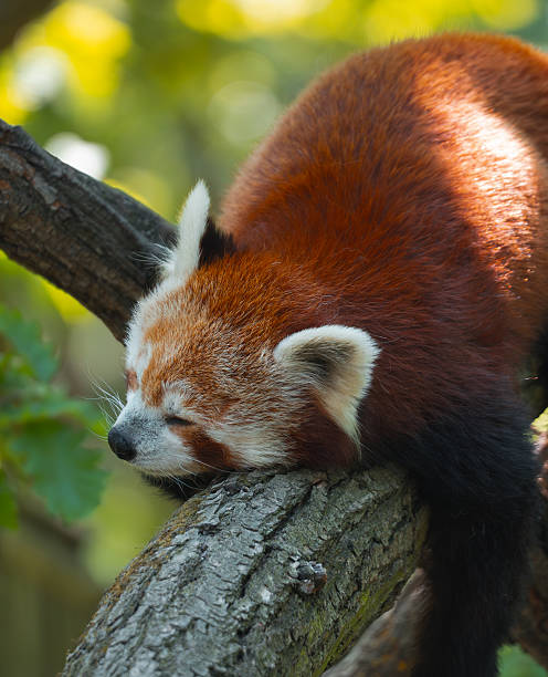 istock A red panda is captured in a peaceful slumber on a thick tree branch, its fur glowing from a sunbeam, surrounded by lush foliage 2233836817
