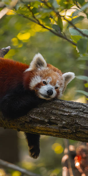 istock A red panda is sleeping on a tree branch, its head resting on its paws with another animal visible behind it. 2233836928