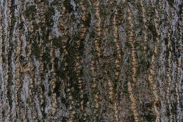 Bark of old tree close-up background and texture.