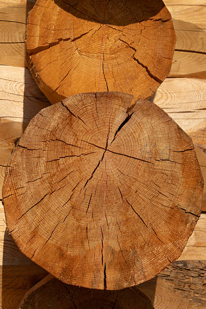 istock Natural Wood Log Cross Sections 2233837781
