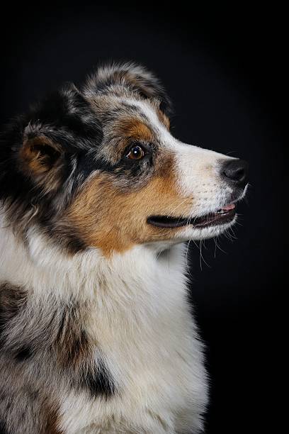 istock portrait of an Australian Shepherd 2233838379