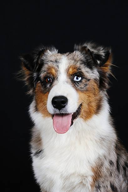 istock portrait of an Australian Shepherd 2233838425