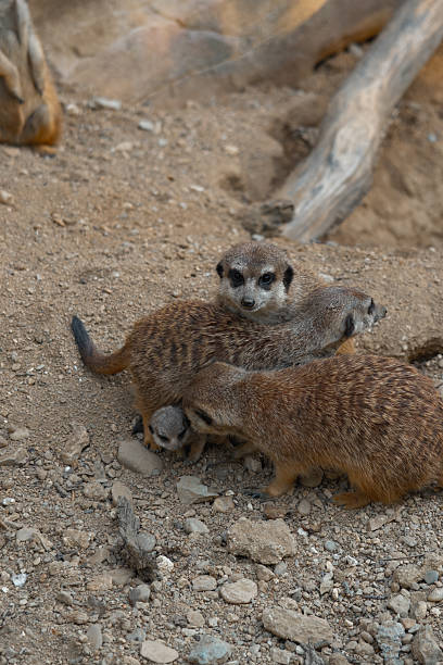 istock A meerkat family interacts on the ground, with two adults tending to a tiny pup while another looks on watchfully. 2233839431