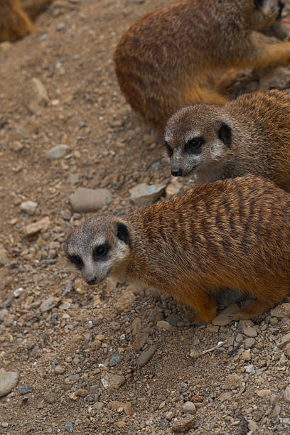istock Two meerkats look directly at the camera while another one is visible in the background on a dirt and rock ground. 2233839521