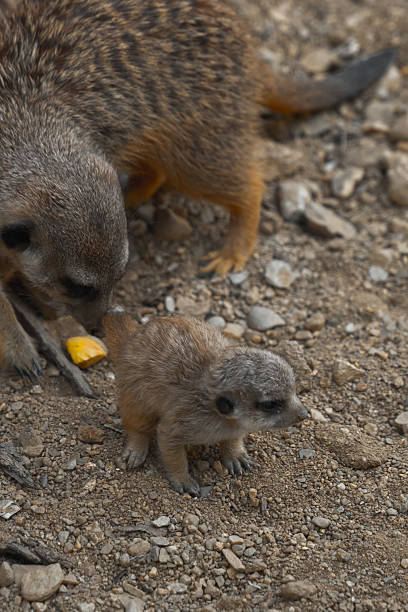 A tiny meerkat pup stands on rocky ground, looking to the side, while a larger meerkat eats a piece of yellow food behind it.