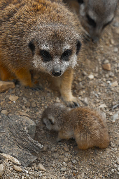 istock An adult meerkat looks directly at the camera with a watchful expression, while a tiny pup explores the rocky ground in front of it. 2233839612