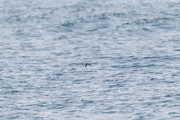 istock Swinhoe's storm petrel 2233839680