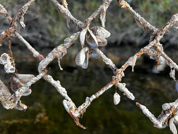 Freshwater mussels on a chain-link fence