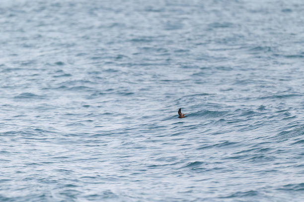 istock Swinhoe's storm petrel 2233839938