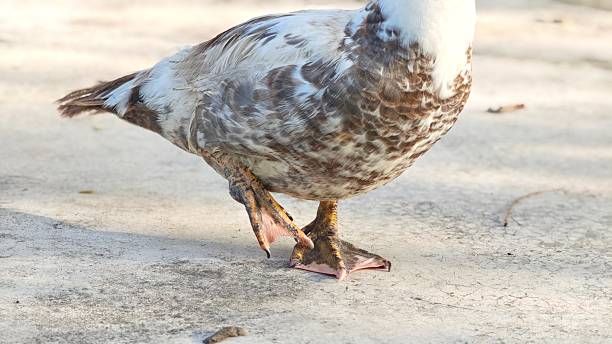 Anatra Muta: L'anatra muta è un animale che si contraddistingue per il suo unico e raro vociare